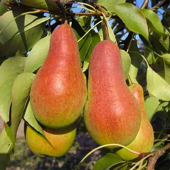 Саженцы груши Талгарская Красавица (привитый) - 1-летний Черновцы