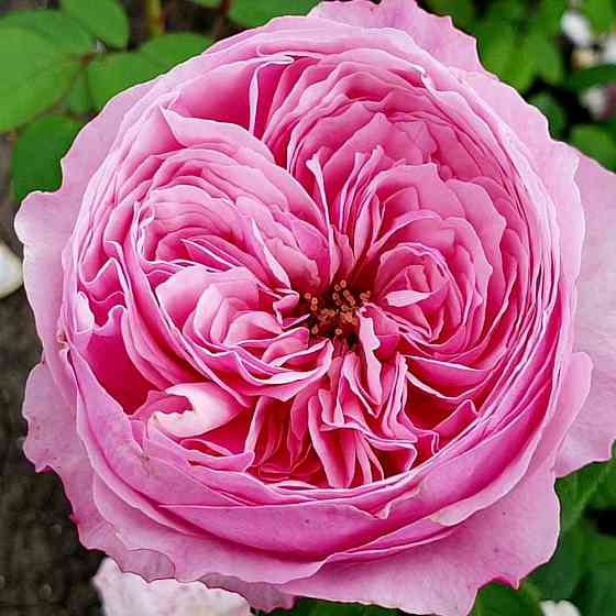 Саженцы английских пионовидных роз Кери (привитый) Черновцы