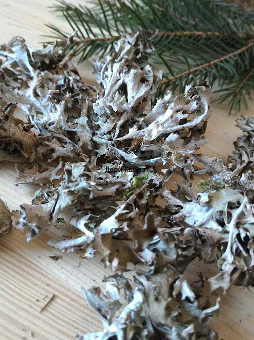 50г,  Исландский мох MasterSEM Киев - изображение 1