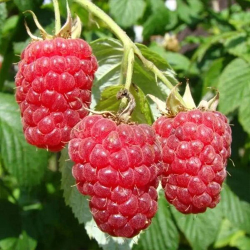 Саженцы малинового дерева Сказка (черенкованный) - 2-летний Черновцы - изображение 1