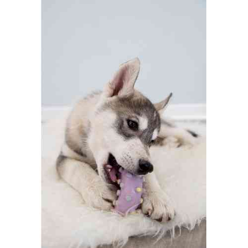 Игрушка Trixie Кольцо игольчатое для собак, d:8 см (латекс) Винница