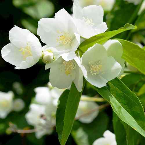 Саженцы жасмина Великоцветковый (черенкованный) - 2-летний Черновцы