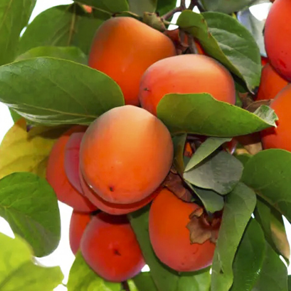 Саженцы хурмы Находка (привитый) - 2-летний Черновцы - изображение 1