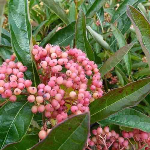 Саджанці калини Рожева (черенкований) - 1-річний Чернівці