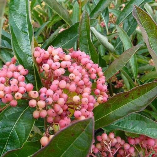 Саженцы калины Розовая (черенкованный) - 1-летний Черновцы - изображение 1