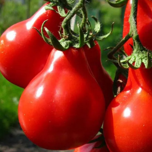 Томат Японський трюфель червоний 0,1гр WestGard Житомир