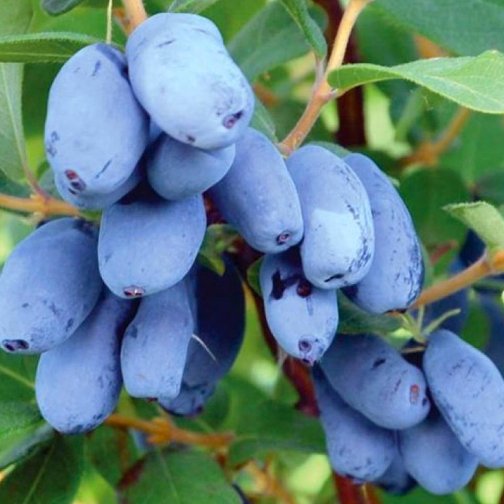 Саженцы жимолости Бореал Бист - 3-летний Черновцы - изображение 2