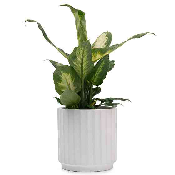 elemi Кашпо для квітів керамічне elemi "Грань" (білий) 13.5" круглий 1,4 л Коломыя