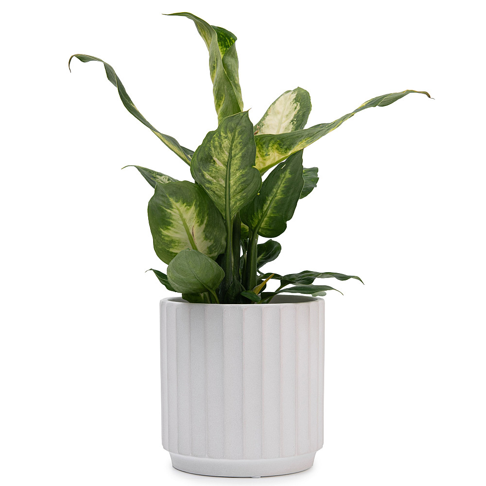 elemi Кашпо для квітів керамічне elemi "Грань" (білий) 13.5" круглий 1,4 л Коломыя - изображение 4