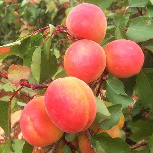 Саженцы абрикоса Могадор (привитый) - 2-летний Черновцы