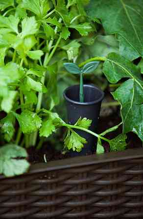 Грядка для рослин Keter Easy Grow, сіра Київ