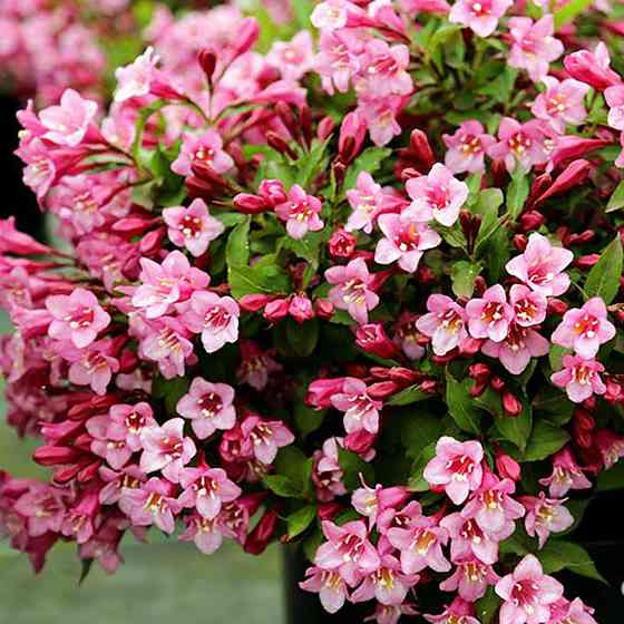 Саженцы вейгелы Цветущей Розовой (черенкованный) - 2-летний Черновцы