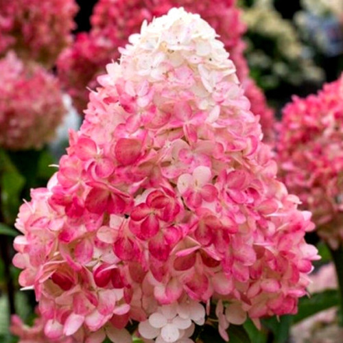 Саджанці гортензії Пінк Енд Роуз (черенкований) - 1-річний Чернівці - фото 1
