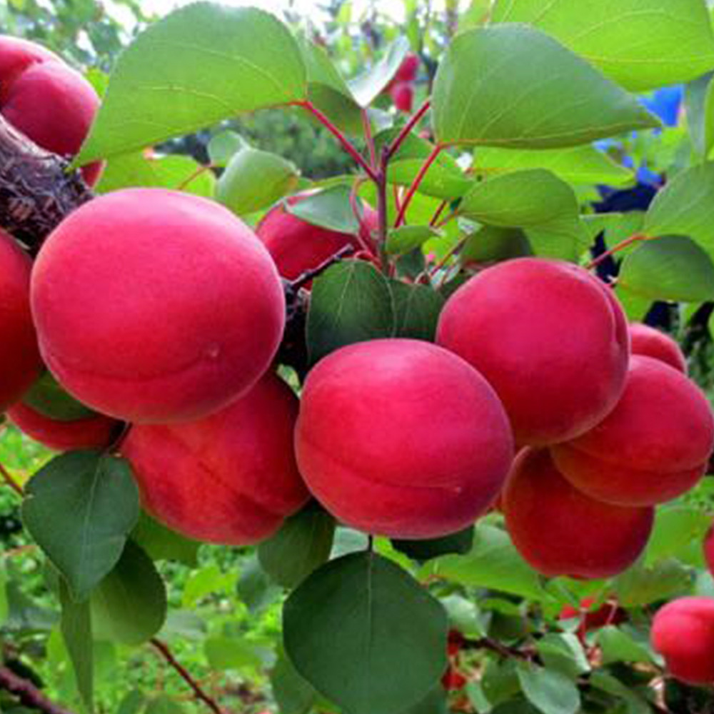 Саженцы абрикоса Приция (привитый) - 2-летний Черновцы - изображение 1