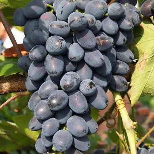 Саженцы винограда Руслан (черенкованный) - 2-летний Черновцы