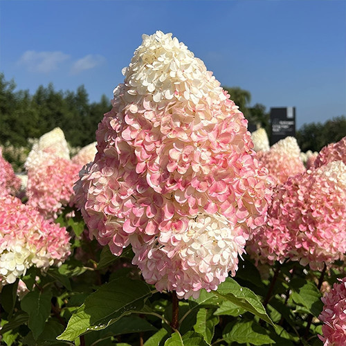 Саджанці гортензії Пінк Розе (черенкований) - 2-річний Чернівці - фото 1