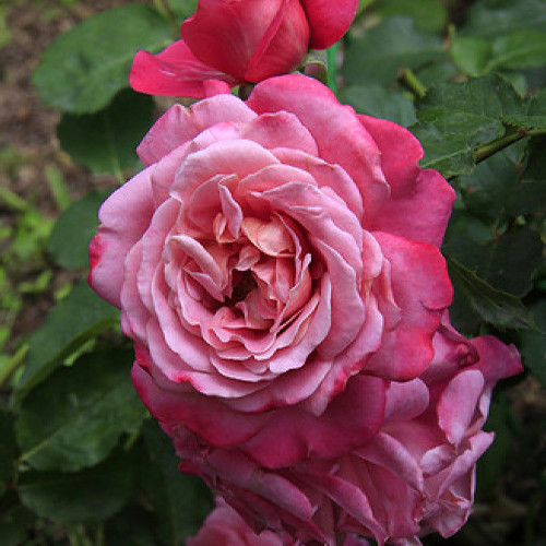 Саженцы роз Агнес Шиллингер (привитый) - 2-летний Черновцы - изображение 1