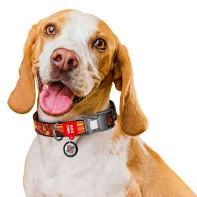 Ошейник для животных WAUDOG Nylon с QR паспортом "Скорость Флеша", пластиковый фастекс, M (281-1080) Винница