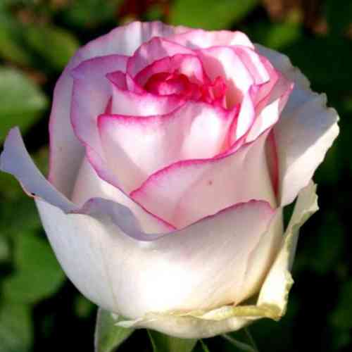 Саджанці троянд Дольче Віта (привитий) - 2-річний Чернівці