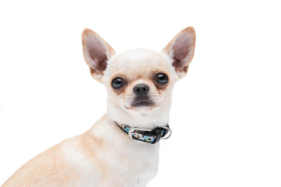 Нашийник для собак шкіряний WAUDOG Design з QR паспортом, малюнок "Пончики", Ш 12 мм, Д 18-24 см, чорний Вінниця - фото 8