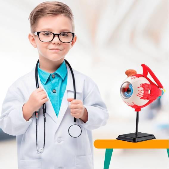 Модель очного яблука Edu-Toys збірна 14 см (SK007) Харків - фото 18