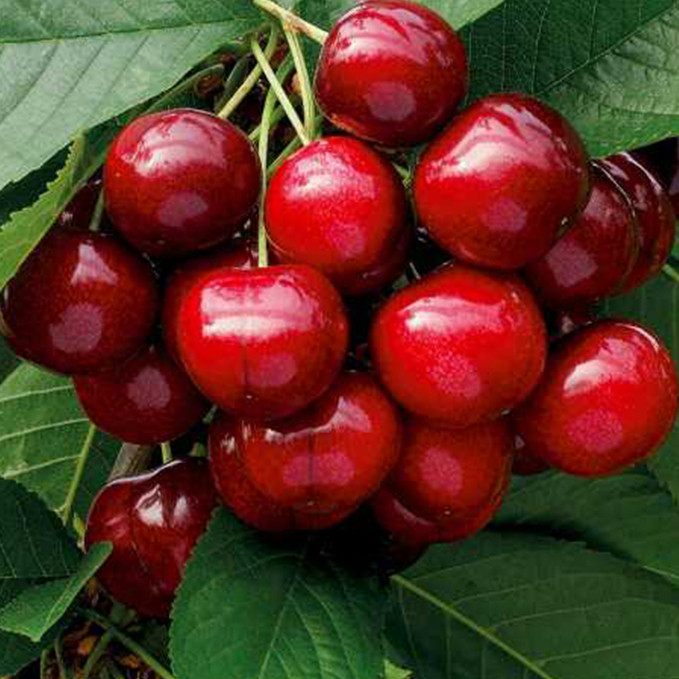 Саджанці черешні Травнева (привитий) - 1-річний Чернівці - фото 1