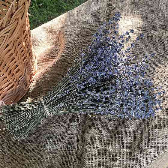 Лаванда сухоцвіт на стеблі 1 кг натуральні квіти лаванди для флористики та декору Ірпінь