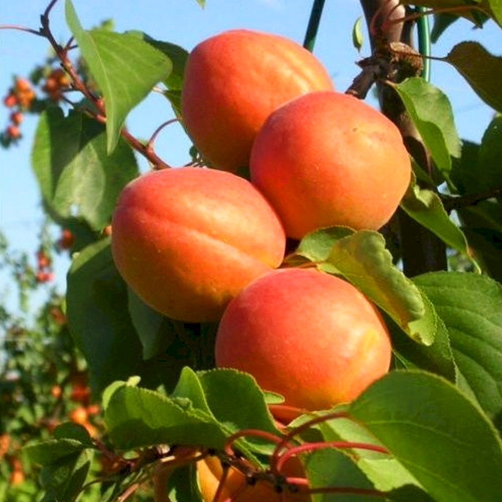 Саженцы абрикоса Форолия (привитый) - 1-летний Черновцы - изображение 2