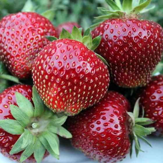 Саженцы клубники Мальвина (10 штук) - 1-летний Черновцы