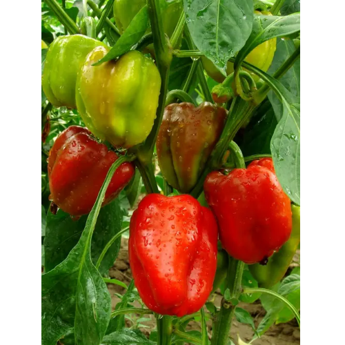 Перець Геркулес 0,3гр Смачний Житомир - фото 1