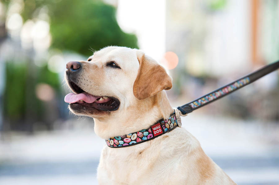 Нашийник для собак шкіряний WAUDOG Design з QR паспортом, малюнок "Пончики", L, Ш 25 мм, Дов 38 Коломия - фото 2