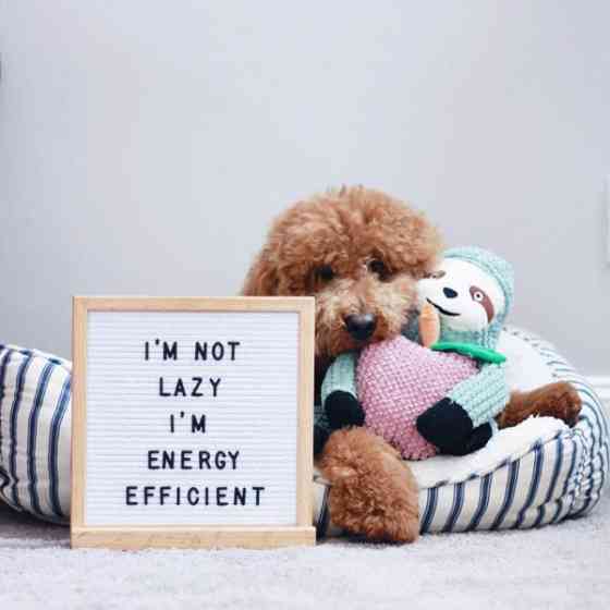 Іграшка для собак Patchwork Pet Sydney the Sloth (Печворк Пет Лінивець Сідней) Запоріжжя