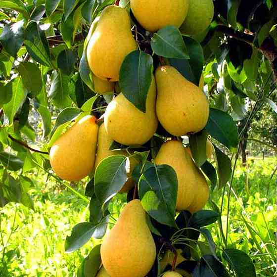 Саженцы колоновидной груши Декора (привитый) - 1-летний Черновцы