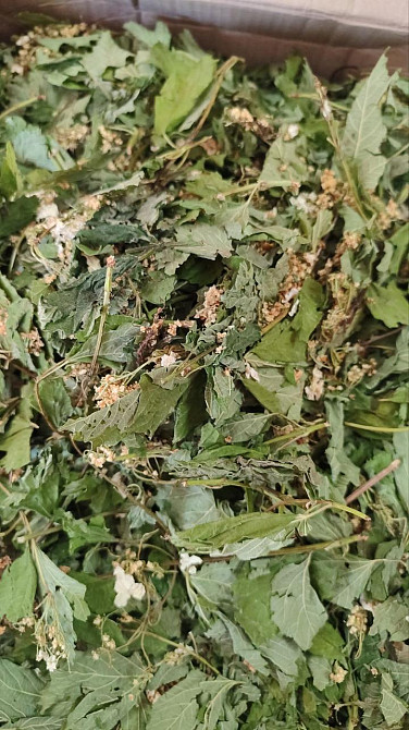 Калина (лист із цвітом), 100г. Київ - фото 1