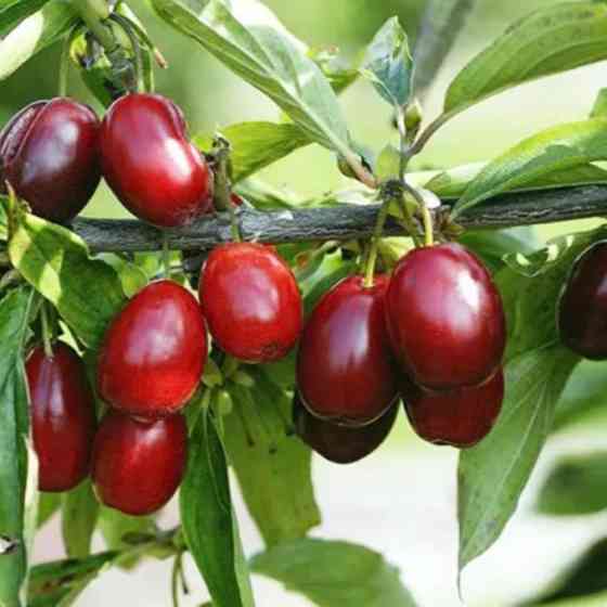 Саджанці кизилу Миколка (привитий) - 1-річний Чернівці