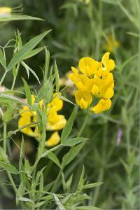 Чина луговая (Чина лугова)100г master sem Киев - изображение 1