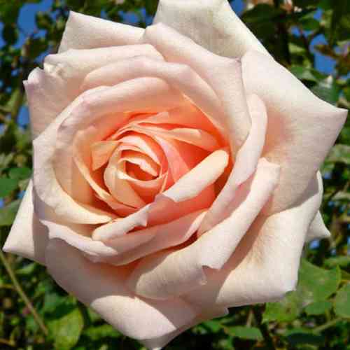 Саджанці троянд Осіана (привитий) - 2-річний Чернівці