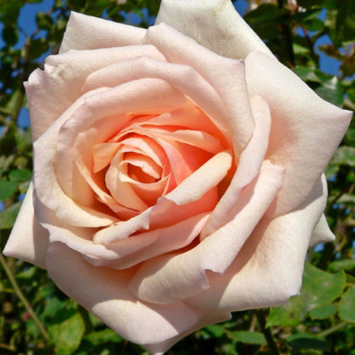 Саженцы роз Осиана (привитый) - 2-летний Черновцы - изображение 1