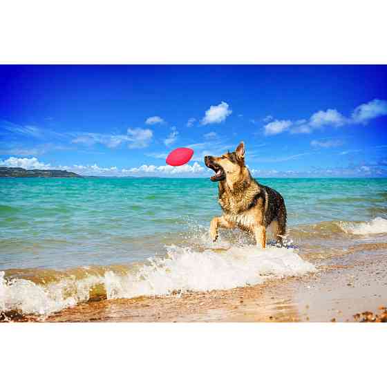 Игровой мяч для апортировки PitchDog, диаметр 9 см розовый Киев