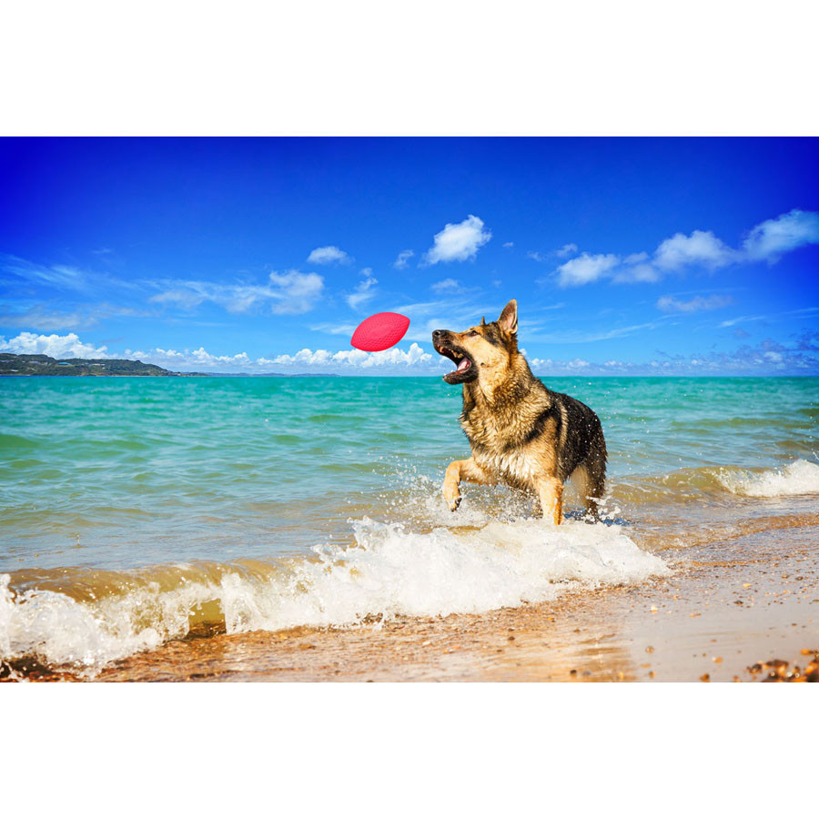 Игровой мяч для апортировки PitchDog, диаметр 9 см розовый Киев - изображение 4