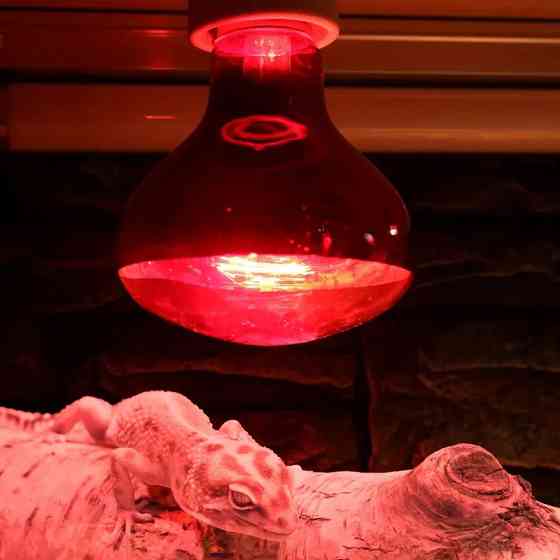 Инфракрасная лампа 50Вт для обогрева террариума и растений Киев