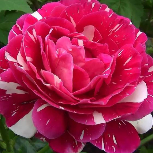 Саженцы роз Пестрая Фантазия (привитый) - 2-летний Черновцы - изображение 1