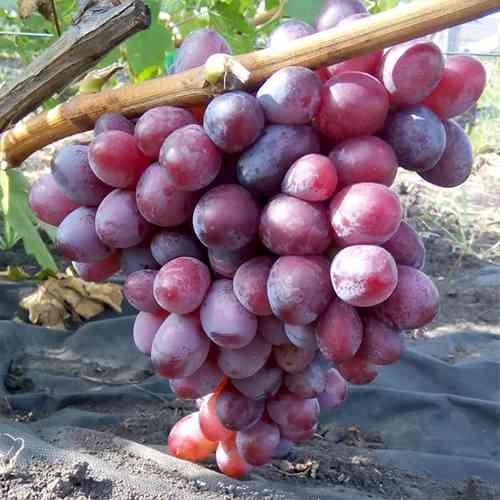 Саженцы винограда Подарок Ирине (черенкованный) - 2-летний Черновцы