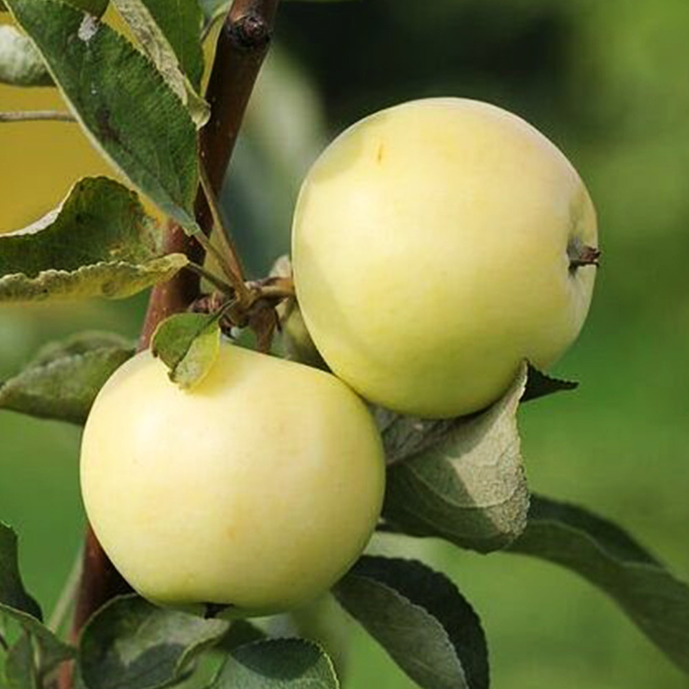 Саженцы яблони Белый Налив (привитый) - 1-летний Черновцы - изображение 3