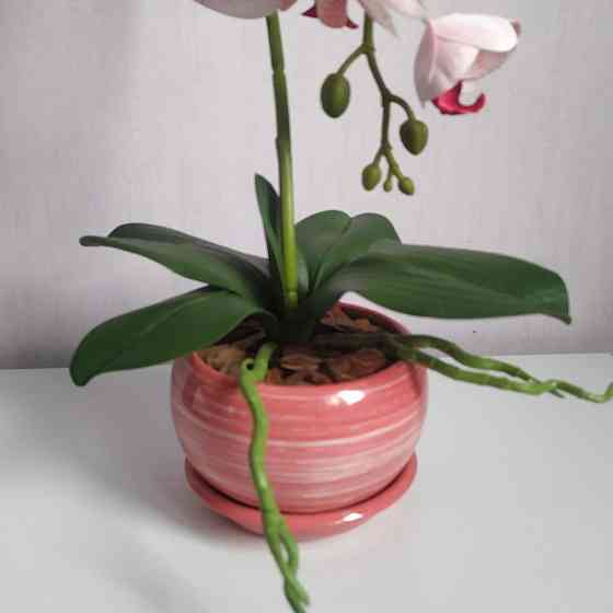 Штучна латексна орхідея VIP в рожевому керамічному кашпо на одну гілку біло-рожева Дніпро