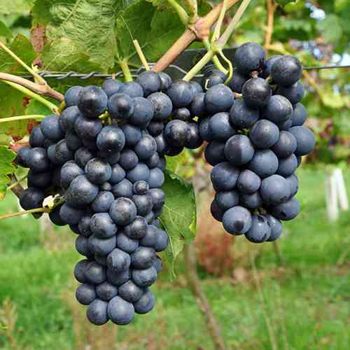 Cаджанці винограду Шираз (черенкований) - 2-річний Чернівці