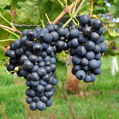 Cаджанці винограду Шираз (черенкований) - 2-річний Чернівці - фото 1