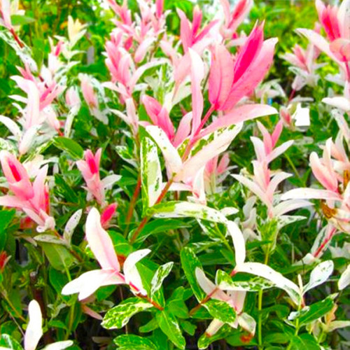 Саджанці декоративної верби Фламінго (черенкований) - 2-річний Чернівці - фото 1