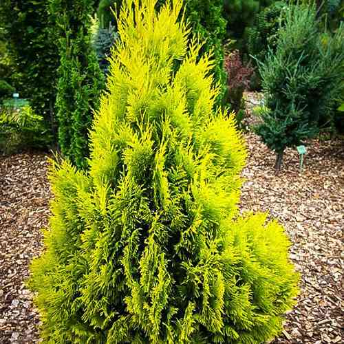 Саджанці туї Назавжди Золотий Чернівці