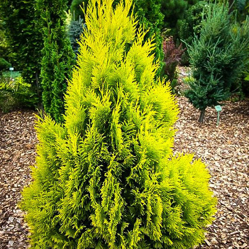 Саджанці туї Назавжди Золотий Чернівці - фото 1